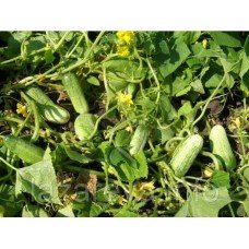 Насіння огірка Ніжинський місцевий 3 грами