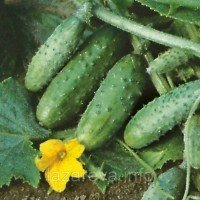 Насіння огірка Журавльонок F1 30 грам Насіння огірка Журавльонок F1 30 грам