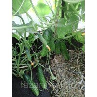 Насіння огірка Кураж F1 10 шт Насіння огірка Кураж F1 10 шт