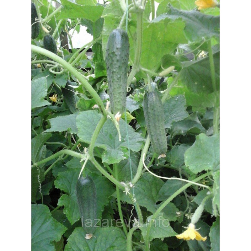 Насіння огірка Кураж F1 10 шт Насіння огірка Кураж F1 10 шт