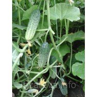 Насіння огірка  Наша Маша F1 50 насінин Насіння огірка  Наша Маша F1 50 насінин