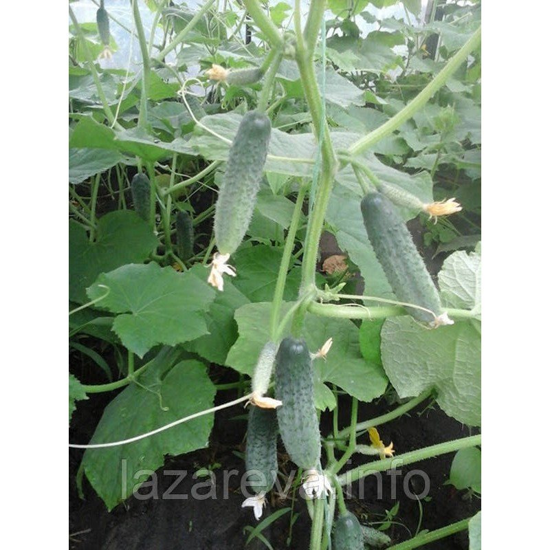Насіння огірка  Наша Маша F1 50 насінин Насіння огірка  Наша Маша F1 50 насінин