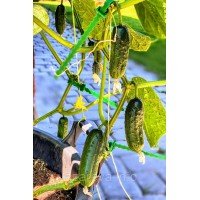 Насіння огірка Куплєт F1 - 50 насінин Насіння огірка Куплєт F1 - 50 насінин