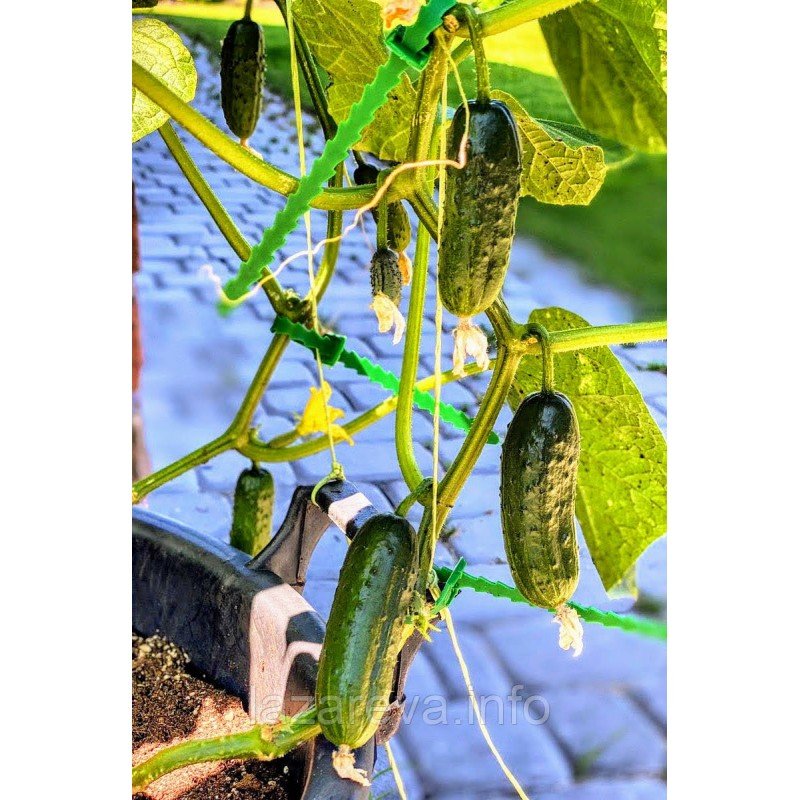 Насіння огірка Куплєт F1 - 50 насінин Насіння огірка Куплєт F1 - 50 насінин
