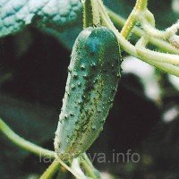 Насіння огірка Віза F1 - 50 насінин Насіння огірка Віза F1 - 50 насінин