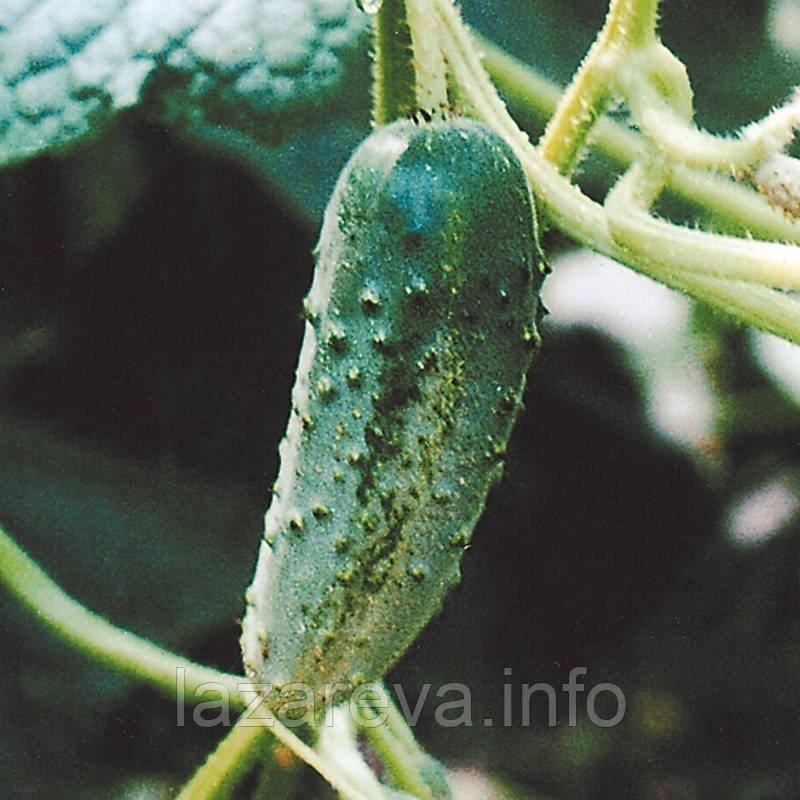 Насіння огірка Віза F1 - 50 насінин Насіння огірка Віза F1 - 50 насінин