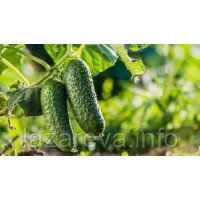 Семена огурца Победа F1 50 семян Семена огурца Победа F1 50 семян