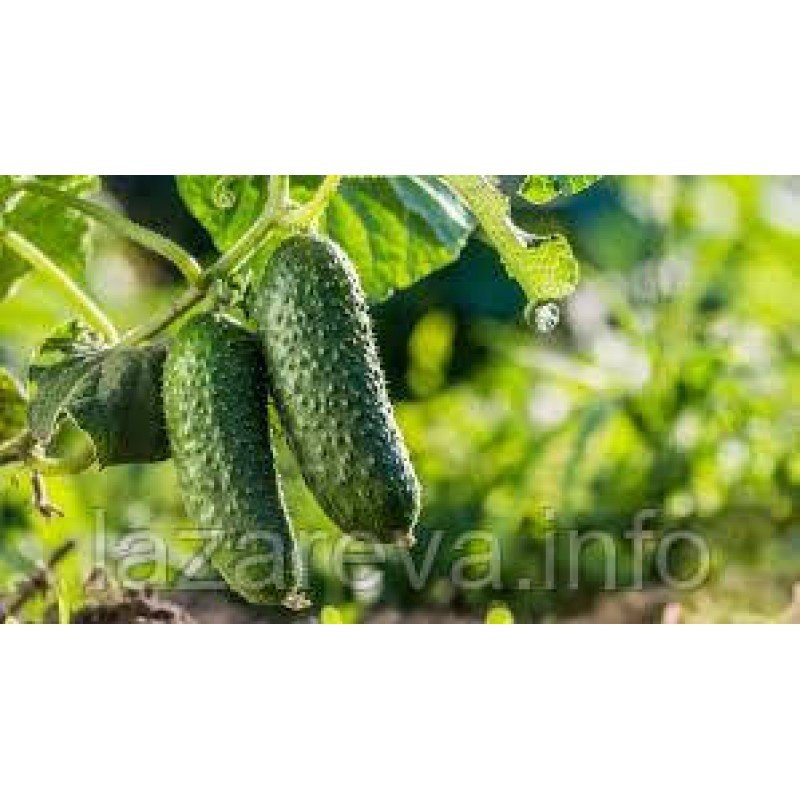 Насіння огірка Перемога F1 50 насінин Насіння огірка Перемога F1 50 насінин