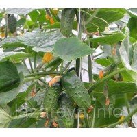 Семена огурца Фидель F1 50 сем Семена огурца Фидель F1 50 сем