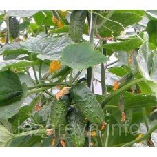 Насіння огірка Фідель F1 50 нас