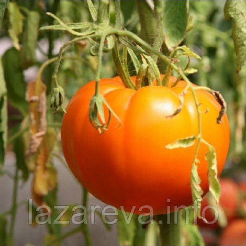 Насіння томату Алтайський помаранчевий 30 нас