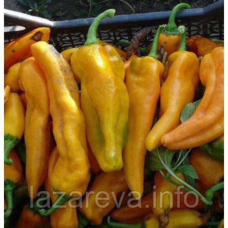 Насіння перцю Жовтий Монстр  20 насінин