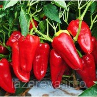 Насіння перцю Франциус 20 насінин Насіння перцю Франциус 20 насінин