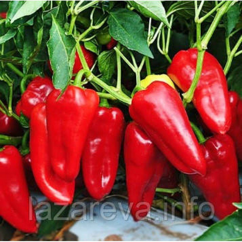 Насіння перцю Франциус 20 насінин Насіння перцю Франциус 20 насінин
