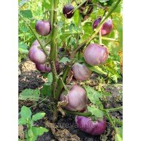 Семена баклажана Итальянский розовый 30 семян Семена баклажана Итальянский розовый 30 семян