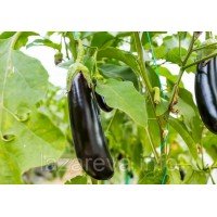 Насіння баклажан Алмаз 30 нас Насіння баклажан Алмаз 30 нас
