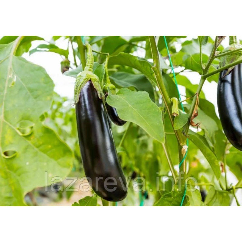 Насіння баклажан Алмаз 30 нас Насіння баклажан Алмаз 30 нас