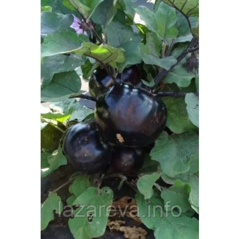 Насіння баклажана Лаура 30 нас Насіння баклажана Лаура 30 нас