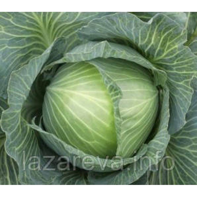 Насіння капусти Аура F1 20 нас Насіння капусти Аура F1 20 нас