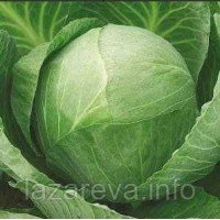 Насіння капусти Золотий гектар  100 нас Насіння капусти Золотий гектар  100 нас