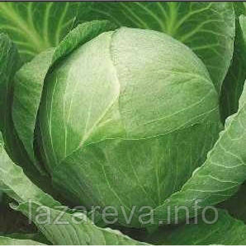 Насіння капусти Золотий гектар  100 нас Насіння капусти Золотий гектар  100 нас