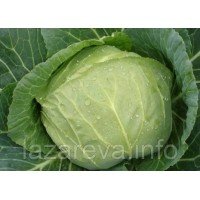 Семена капусты Слава 100 сем