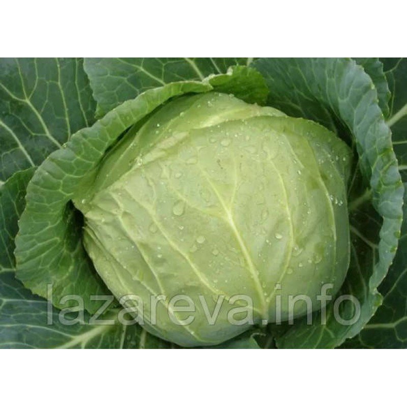 Насіння капусти Слава 100 нас Насіння капусти Слава 100 нас