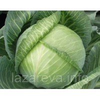 Насіння капусти Ярославна 100 нас Насіння капусти Ярославна 100 нас