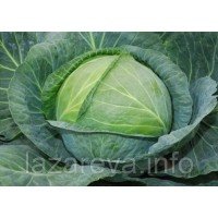 Насіння капусти Белосніжка 100 нас Насіння капусти Белосніжка 100 нас