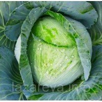 Насіння капусти Харківська зимова 100 нас Насіння капусти Харківська зимова 100 нас
