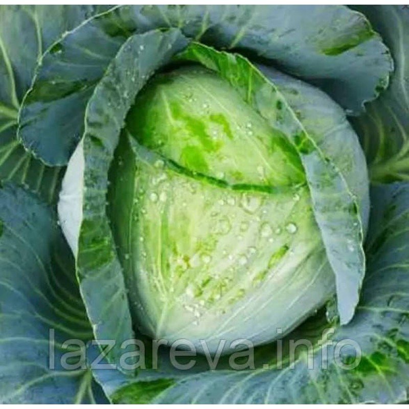 Насіння капусти Харківська зимова 100 нас Насіння капусти Харківська зимова 100 нас