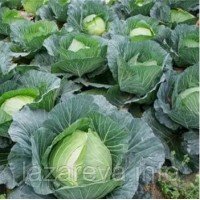 Семена капусты Каменная голова 100 сем