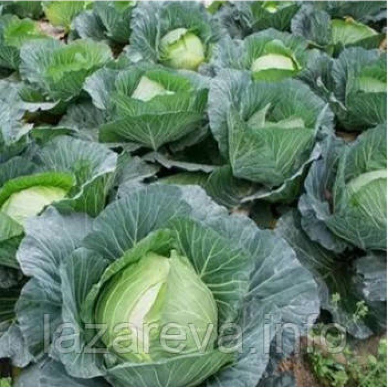 Насіння капусти Камяна голова  100 нас Насіння капусти Камяна голова  100 нас