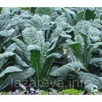 Насіння капусти листова Кале 100 нас Насіння капусти листова Кале 100 нас