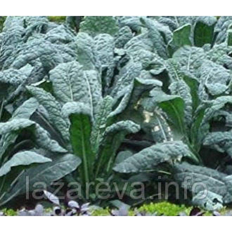 Насіння капусти листова Кале 100 нас Насіння капусти листова Кале 100 нас