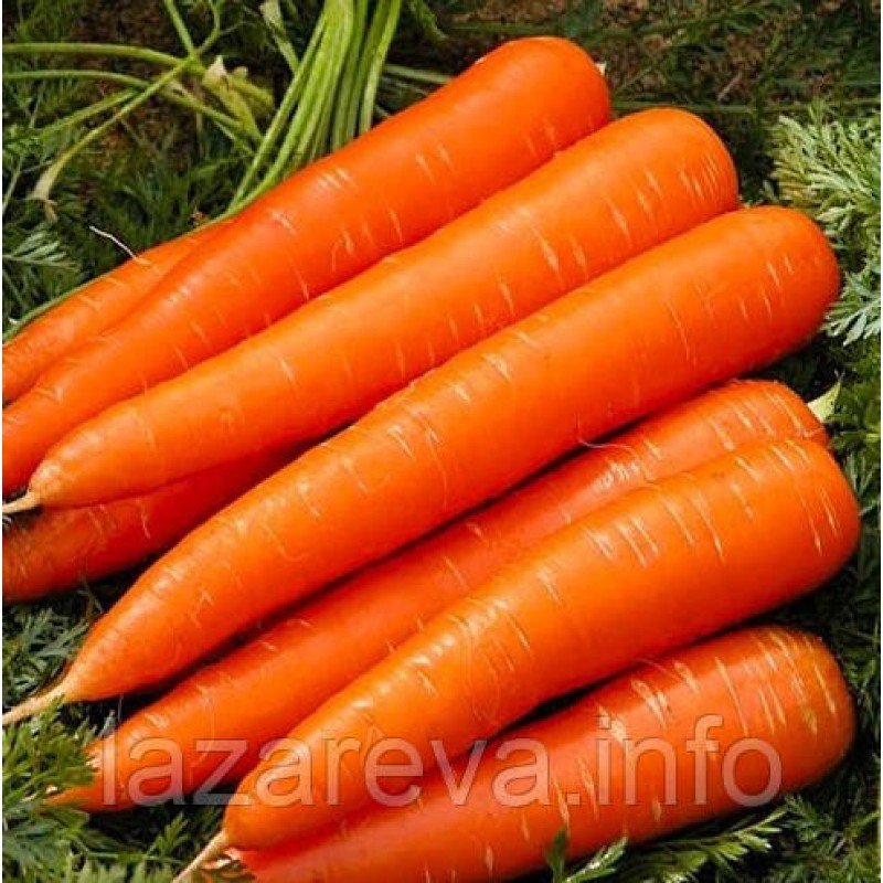 Семена моркови Красный великан 10 г Семена моркови Красный великан 10 г