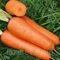 Насіння моркви Шантане Ред Кор 10 г