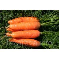 Насіння моркви Оленка 10 г Насіння моркви Оленка 10 г