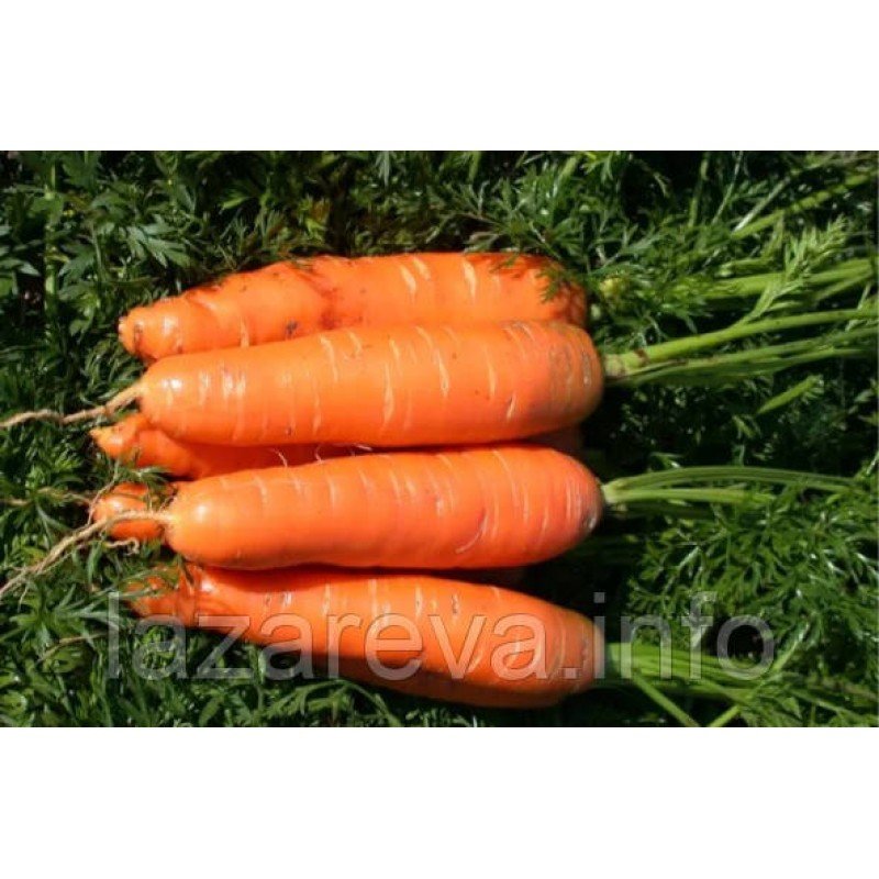 Насіння моркви Оленка 10 г Насіння моркви Оленка 10 г