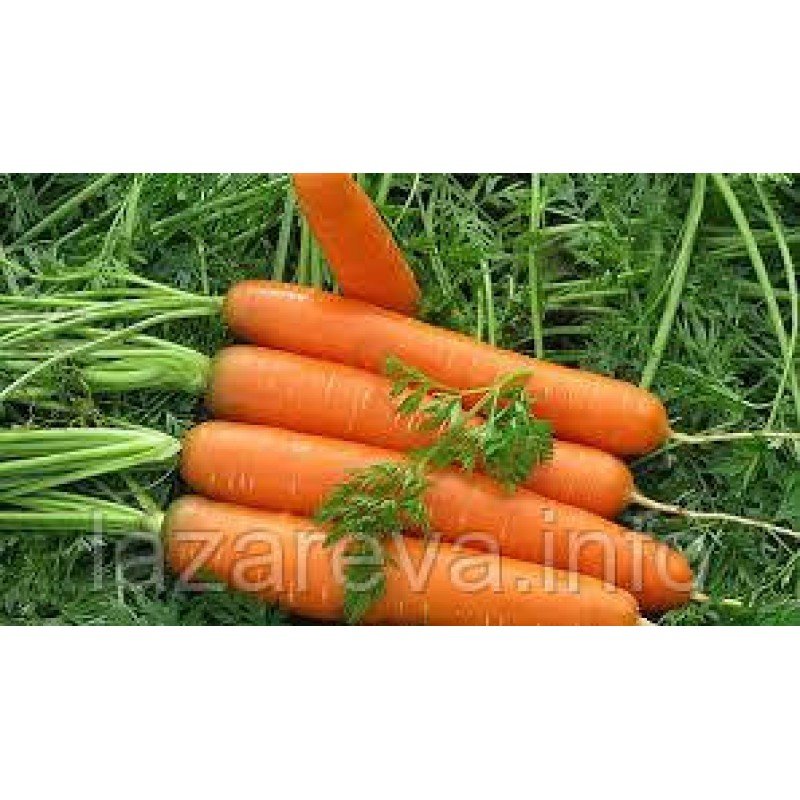 Насіння моркви Ніка 10 г