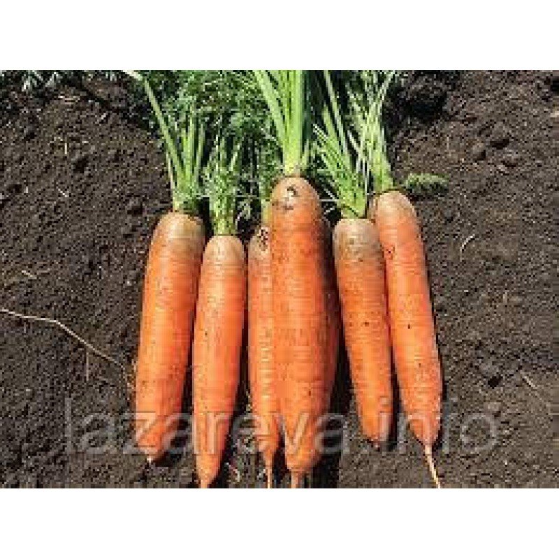 Насіння моркви Кора 10 г Насіння моркви Кора 10 г