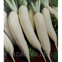 Насіння редьки Дайкон 3 г Насіння редьки Дайкон 3 г