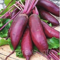 Семена свеклы Риваль 15 г Семена свеклы Риваль 15 г