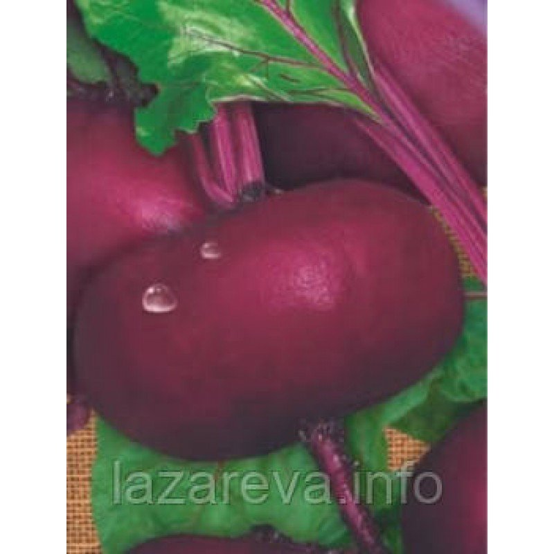 Насіння буряка Єгипетська пласка 15 г Насіння буряка Єгипетська пласка 15 г