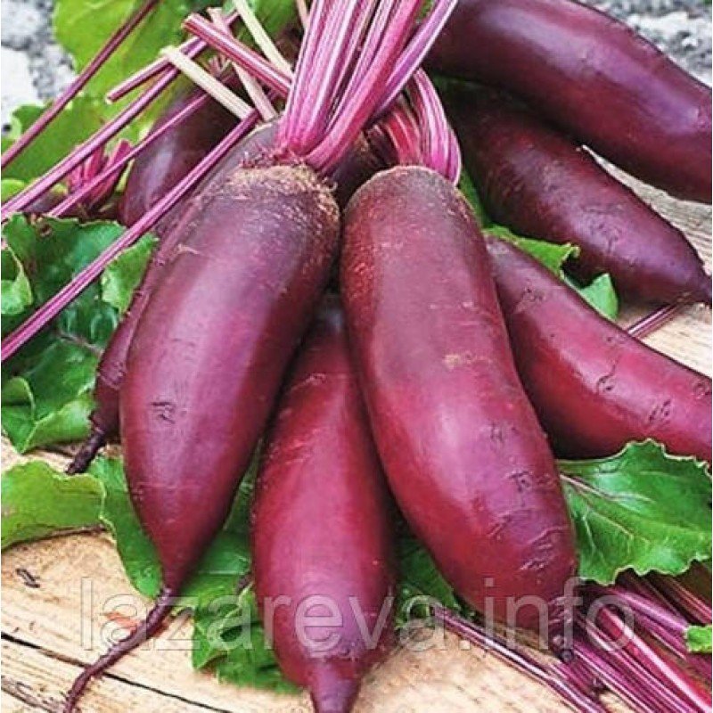 Насіння буряка Зеніт  15 г