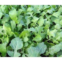 Насіння руколи Знахарь 2 г Насіння руколи Знахарь 2 г