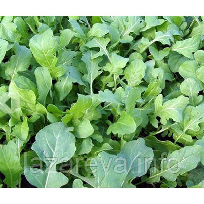 Насіння руколи Знахарь 2 г Насіння руколи Знахарь 2 г