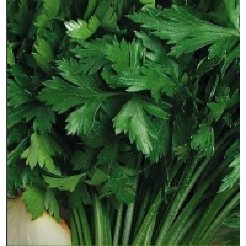 Насіння петрушки Амстердам 2 г Насіння петрушки Амстердам 2 г