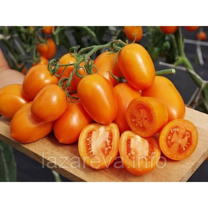 Насіння томату Сливка Оранж F1 10 нас Насіння томату Сливка Оранж F1 10 нас