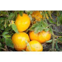 Семена томата Ваше Величество 15 семян
